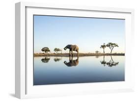 African Elephant, Chobe National Park, Botswana-Paul Souders-Framed Photographic Print