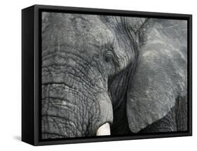 African Elephant Close-Up of Face, Tanzania-Edwin Giesbers-Framed Stretched Canvas