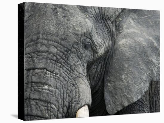 African Elephant Close-Up of Face, Tanzania-Edwin Giesbers-Stretched Canvas