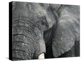 African Elephant Close-Up of Face, Tanzania-Edwin Giesbers-Stretched Canvas