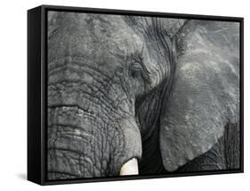 African Elephant Close-Up of Face, Tanzania-Edwin Giesbers-Framed Stretched Canvas