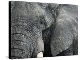 African Elephant Close-Up of Face, Tanzania-Edwin Giesbers-Stretched Canvas