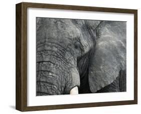 African Elephant Close-Up of Face, Tanzania-Edwin Giesbers-Framed Photographic Print