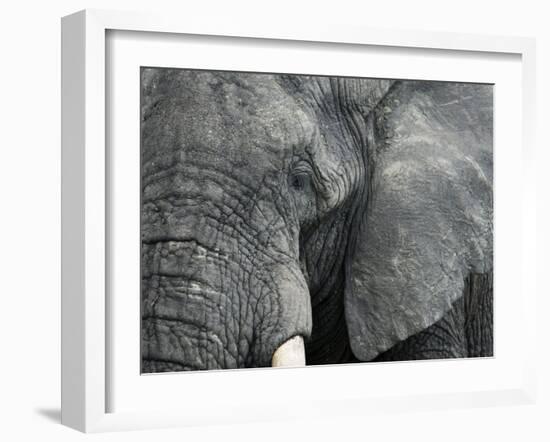 African Elephant Close-Up of Face, Tanzania-Edwin Giesbers-Framed Photographic Print