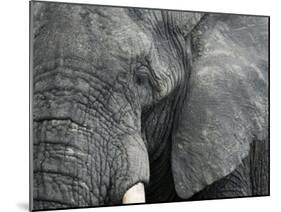 African Elephant Close-Up of Face, Tanzania-Edwin Giesbers-Mounted Photographic Print