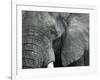 African Elephant Close-Up of Face, Tanzania-Edwin Giesbers-Framed Photographic Print