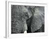 African Elephant Close-Up of Face, Tanzania-Edwin Giesbers-Framed Photographic Print