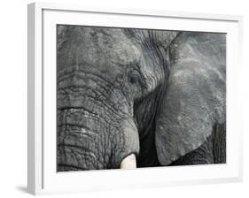 African Elephant Close-Up of Face, Tanzania-Edwin Giesbers-Framed Photographic Print