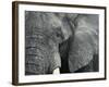 African Elephant Close-Up of Face, Tanzania-Edwin Giesbers-Framed Photographic Print