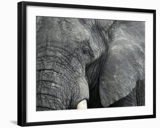 African Elephant Close-Up of Face, Tanzania-Edwin Giesbers-Framed Photographic Print