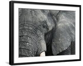 African Elephant Close-Up of Face, Tanzania-Edwin Giesbers-Framed Photographic Print