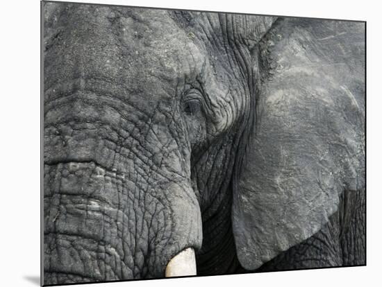 African Elephant Close-Up of Face, Tanzania-Edwin Giesbers-Mounted Photographic Print