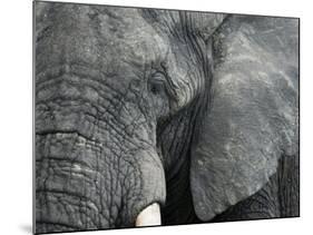 African Elephant Close-Up of Face, Tanzania-Edwin Giesbers-Mounted Photographic Print