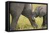 African Elephant Cow with Young Calf-null-Framed Stretched Canvas