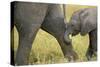 African Elephant Cow with Young Calf-null-Stretched Canvas