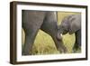 African Elephant Cow with Young Calf-null-Framed Photographic Print