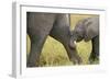 African Elephant Cow with Young Calf-null-Framed Photographic Print