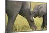 African Elephant Cow with Young Calf-null-Mounted Photographic Print
