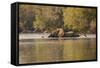 African Elephant Crossing River-Michele Westmorland-Framed Stretched Canvas