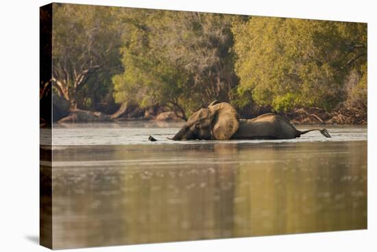 African Elephant Crossing River-Michele Westmorland-Stretched Canvas