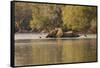African Elephant Crossing River-Michele Westmorland-Framed Stretched Canvas