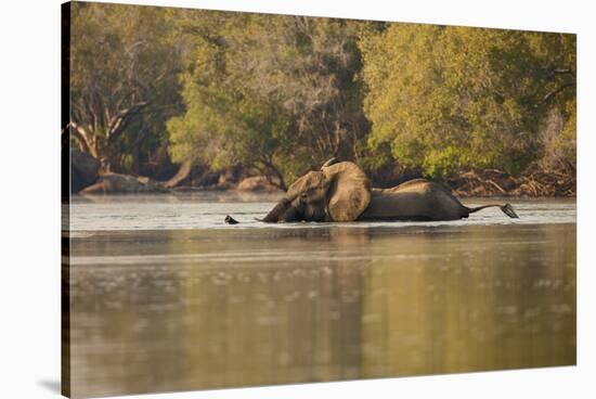 African Elephant Crossing River-Michele Westmorland-Stretched Canvas