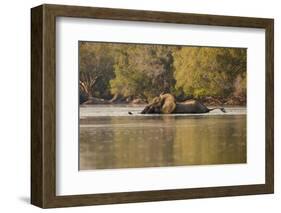 African Elephant Crossing River-Michele Westmorland-Framed Photographic Print