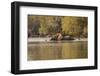 African Elephant Crossing River-Michele Westmorland-Framed Photographic Print