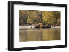 African Elephant Crossing River-Michele Westmorland-Framed Photographic Print