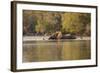 African Elephant Crossing River-Michele Westmorland-Framed Photographic Print