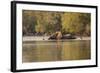 African Elephant Crossing River-Michele Westmorland-Framed Photographic Print