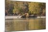 African Elephant Crossing River-Michele Westmorland-Mounted Photographic Print