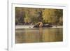 African Elephant Crossing River-Michele Westmorland-Framed Photographic Print
