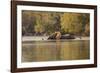 African Elephant Crossing River-Michele Westmorland-Framed Photographic Print