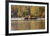 African Elephant Crossing River-Michele Westmorland-Framed Photographic Print