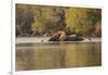 African Elephant Crossing River-Michele Westmorland-Framed Photographic Print