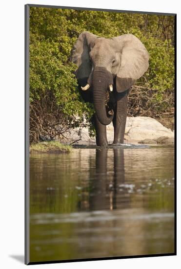 African Elephant Crossing River-Michele Westmorland-Mounted Photographic Print