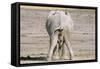 African Elephant Defecating and Urinating Bull-null-Framed Stretched Canvas