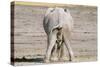 African Elephant Defecating and Urinating Bull-null-Stretched Canvas