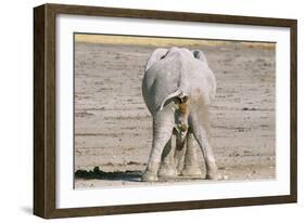 African Elephant Defecating and Urinating Bull-null-Framed Photographic Print