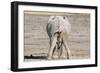 African Elephant Defecating and Urinating Bull-null-Framed Photographic Print