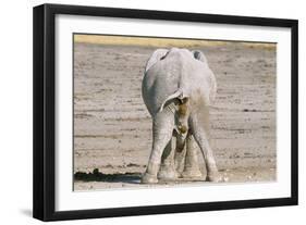 African Elephant Defecating and Urinating Bull-null-Framed Photographic Print