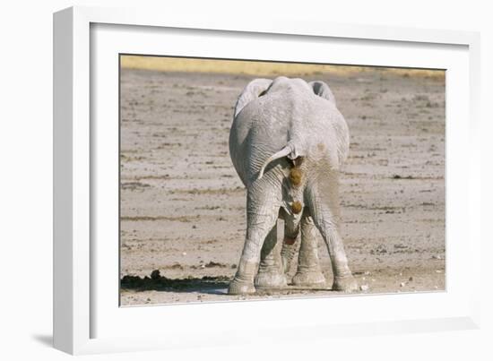 African Elephant Defecating and Urinating Bull-null-Framed Photographic Print