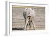 African Elephant Defecating and Urinating Bull-null-Framed Photographic Print