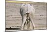 African Elephant Defecating and Urinating Bull-null-Mounted Photographic Print