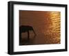 African Elephant, Drinking at Dusk, Chobe National Park, Botswana-Pete Oxford-Framed Premium Photographic Print