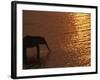 African Elephant, Drinking at Dusk, Chobe National Park, Botswana-Pete Oxford-Framed Photographic Print