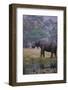 African Elephant Drinking from Watering Hole-DLILLC-Framed Photographic Print