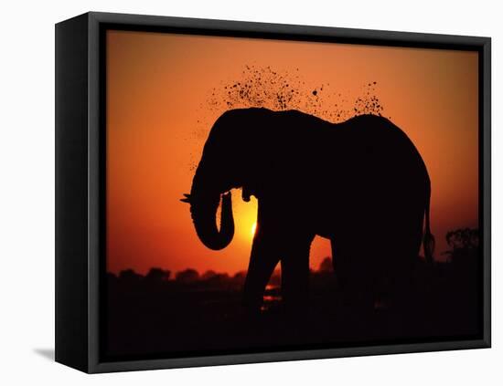 African Elephant Dusting Itself at Dusk, Chobe National Park, Botswana, Southern Africa-Tony Heald-Framed Stretched Canvas