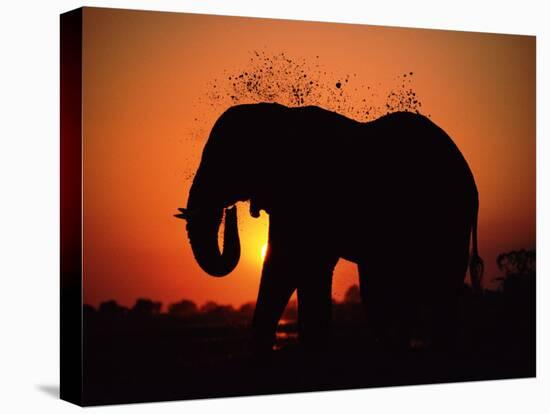 African Elephant Dusting Itself at Dusk, Chobe National Park, Botswana, Southern Africa-Tony Heald-Stretched Canvas